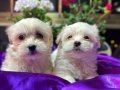 Tüy Dökmeyen Anti-Alerjik Maltese Terrier Yavruları