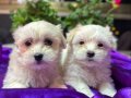 Tüy Dökmeyen Anti-Alerjik Maltese Terrier Yavruları