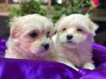 Tüy Dökmeyen Anti-Alerjik Maltese Terrier Yavruları