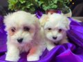 Tüy Dökmeyen Anti-Alerjik Maltese Terrier Yavruları