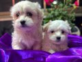 Tüy Dökmeyen Anti-Alerjik Maltese Terrier Yavruları