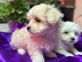 Tüy Dökmeyen Anti-Alerjik Maltese Terrier Yavruları