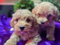 Bulut Yumuşaklığında Mini maltipoo 