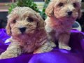 Bulut Yumuşaklığında Mini maltipoo 