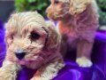 Bulut Yumuşaklığında Mini maltipoo 