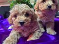 Bulut Yumuşaklığında Mini maltipoo 
