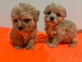 Yoğun Kızıl Dalgalı Poodle