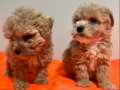 Yoğun Kızıl Dalgalı Poodle