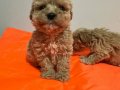 Yoğun Kızıl Dalgalı Poodle