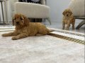 Toy Poodle