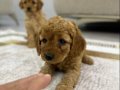 Toy Poodle