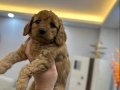 Toy Poodle