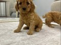 Toy Poodle