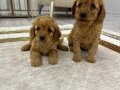 Toy Poodle