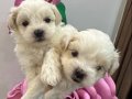 Maltese