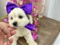 Maltese