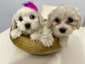 Maltese