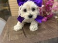 Maltese