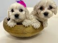Maltese