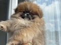 Aşılı Pomeranian boo bebeklerımız