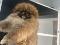 Aşılı Pomeranian boo bebeklerımız