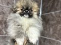 Aşılı Pomeranian boo bebeklerımız