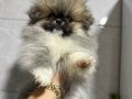 Aşılı Pomeranian boo bebeklerımız