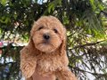 Toy podle