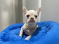Egzotik French Bulldog