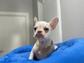 Egzotik French Bulldog