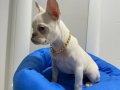 Egzotik French Bulldog