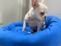Egzotik French Bulldog