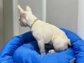 Egzotik French Bulldog