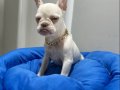 Egzotik French Bulldog