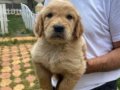 Bebek yüz golden