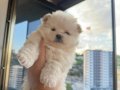 Pomeranıan boo 