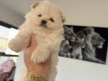 Pomeranıan boo 