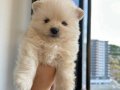 Pomeranıan boo 