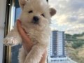 Pomeranıan boo 
