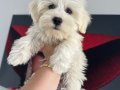 Maltese terrıyer