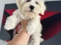 Maltese terrıyer