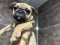 Pug mops