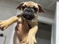 Pug mops