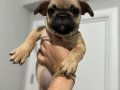Pug mops