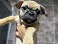 Pug mops