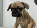 Pug mops