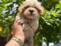 Kore maltıpo
