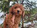 Kore poodlye 