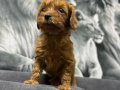 Toy poodlye 
