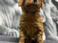 Toy poodlye 